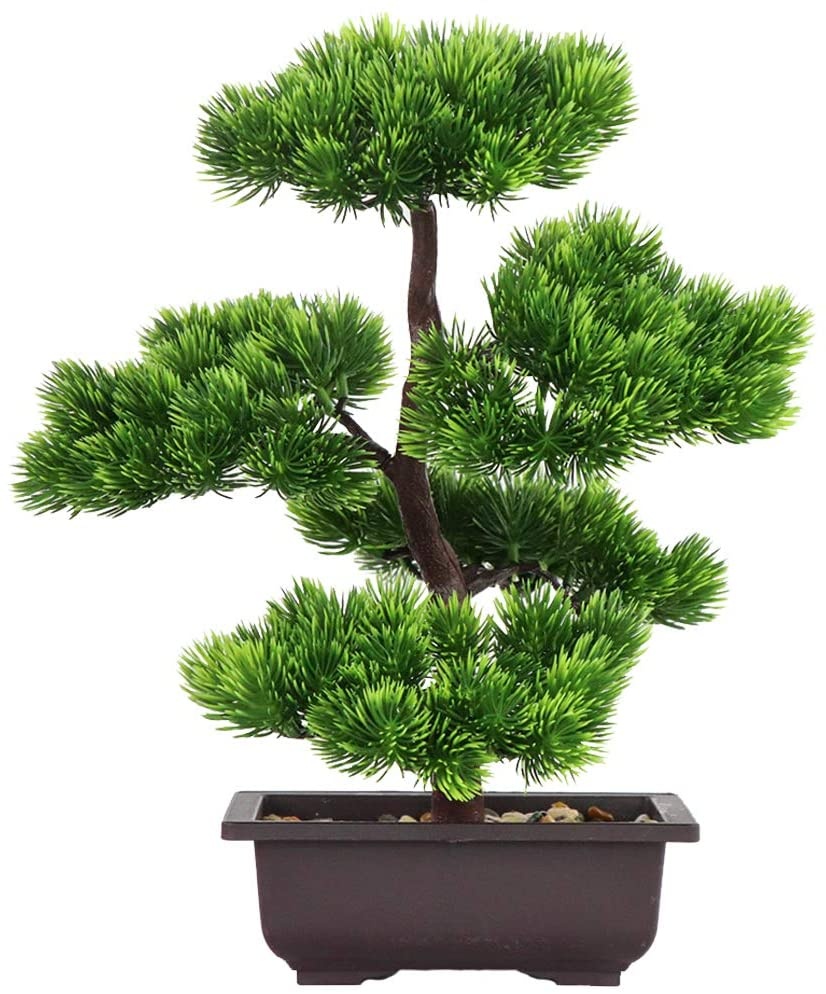 Japanese Garden Bonsai - Japońska sosna bonsai do dekoracji wnętrz,