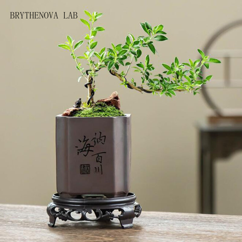 Bonsai Garden Europe - Chiński styl, fioletowa glina, doniczka na