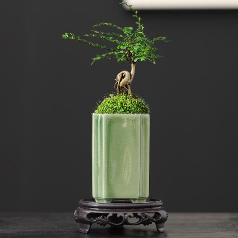 Bonsai Garden Europe - Porcelanowy kwadrat Celadon Glazed Orchid Flowerpot