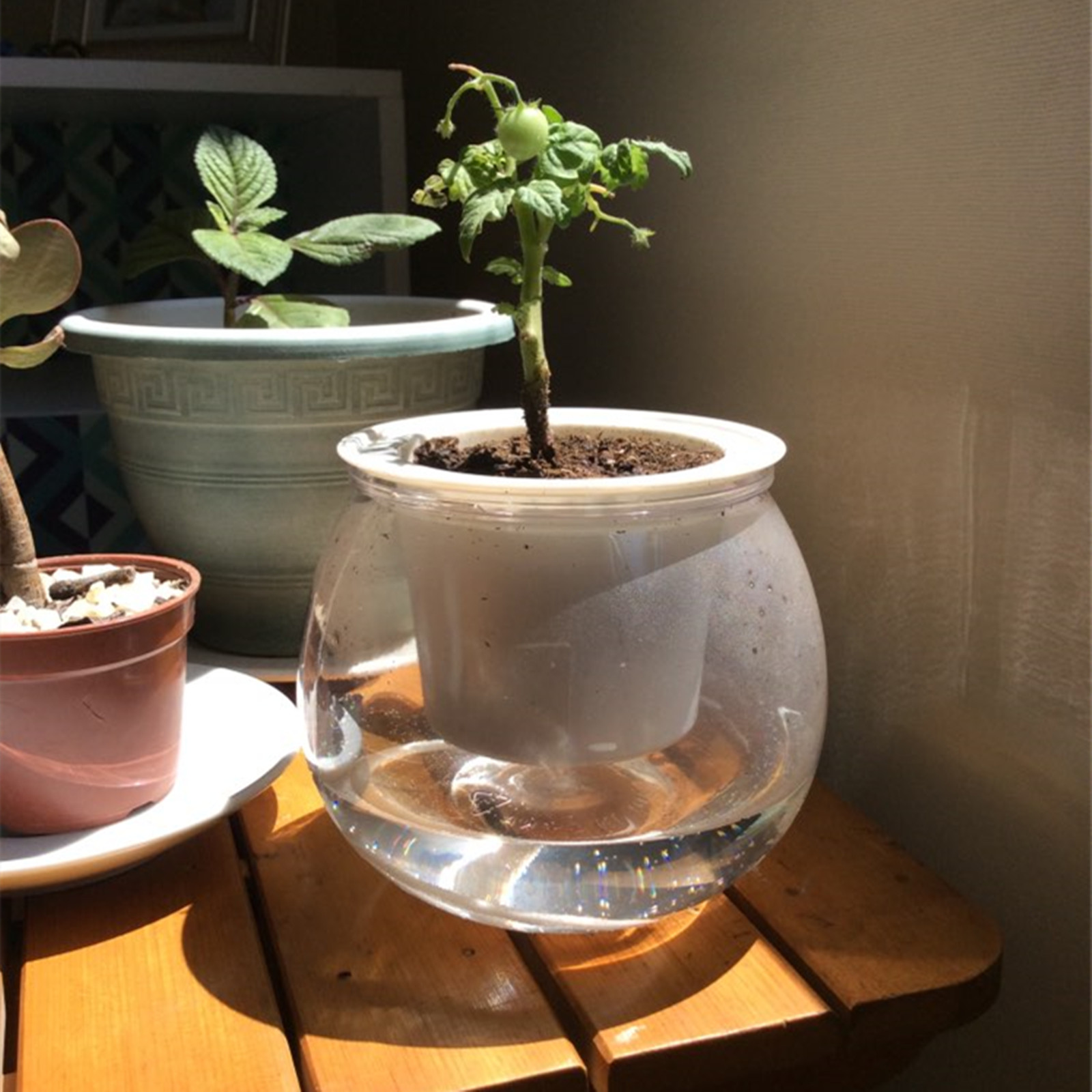 Samonawadniająca się doniczka  – Japanese Garden Bonsai recenzja i cena