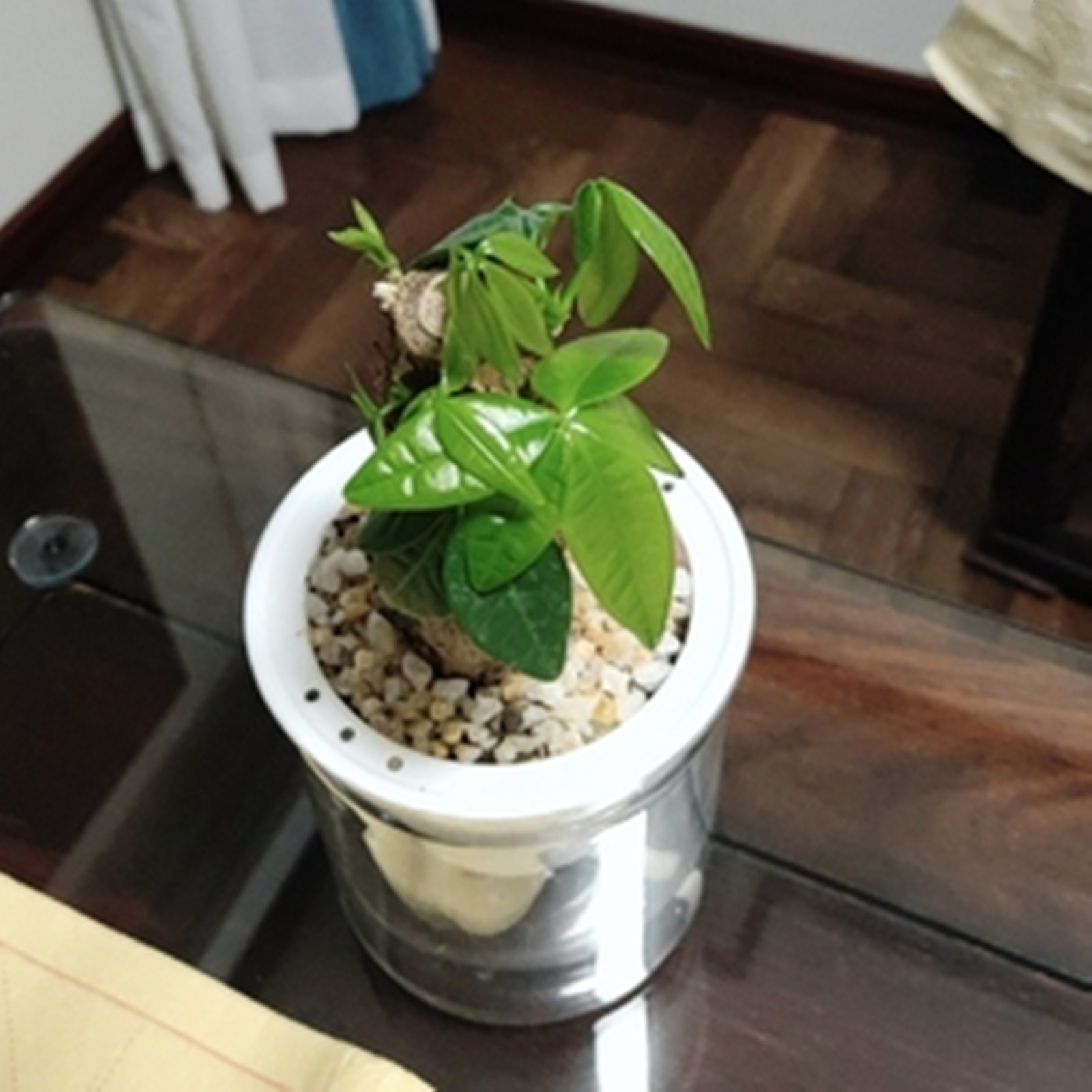 Samonawadniająca się doniczka  – Japanese Garden Bonsai recenzja i cena