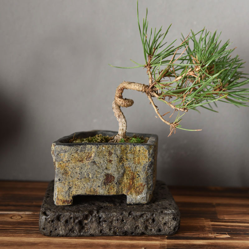Donica z naturalnego kamienia  – Bonsai Garden Chinese Garden recenzja i cena