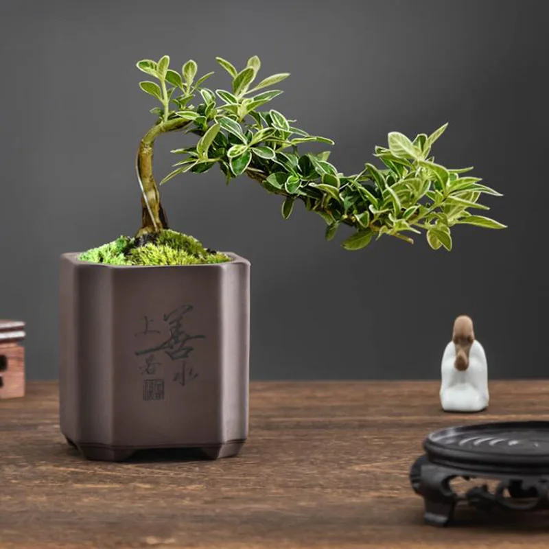 Chiński styl, fioletowa glina, – Bonsai Garden Europe recenzja i cena