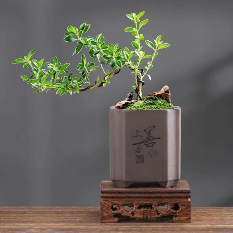 Chiński styl, fioletowa glina, – Bonsai Garden Europe recenzja i cena