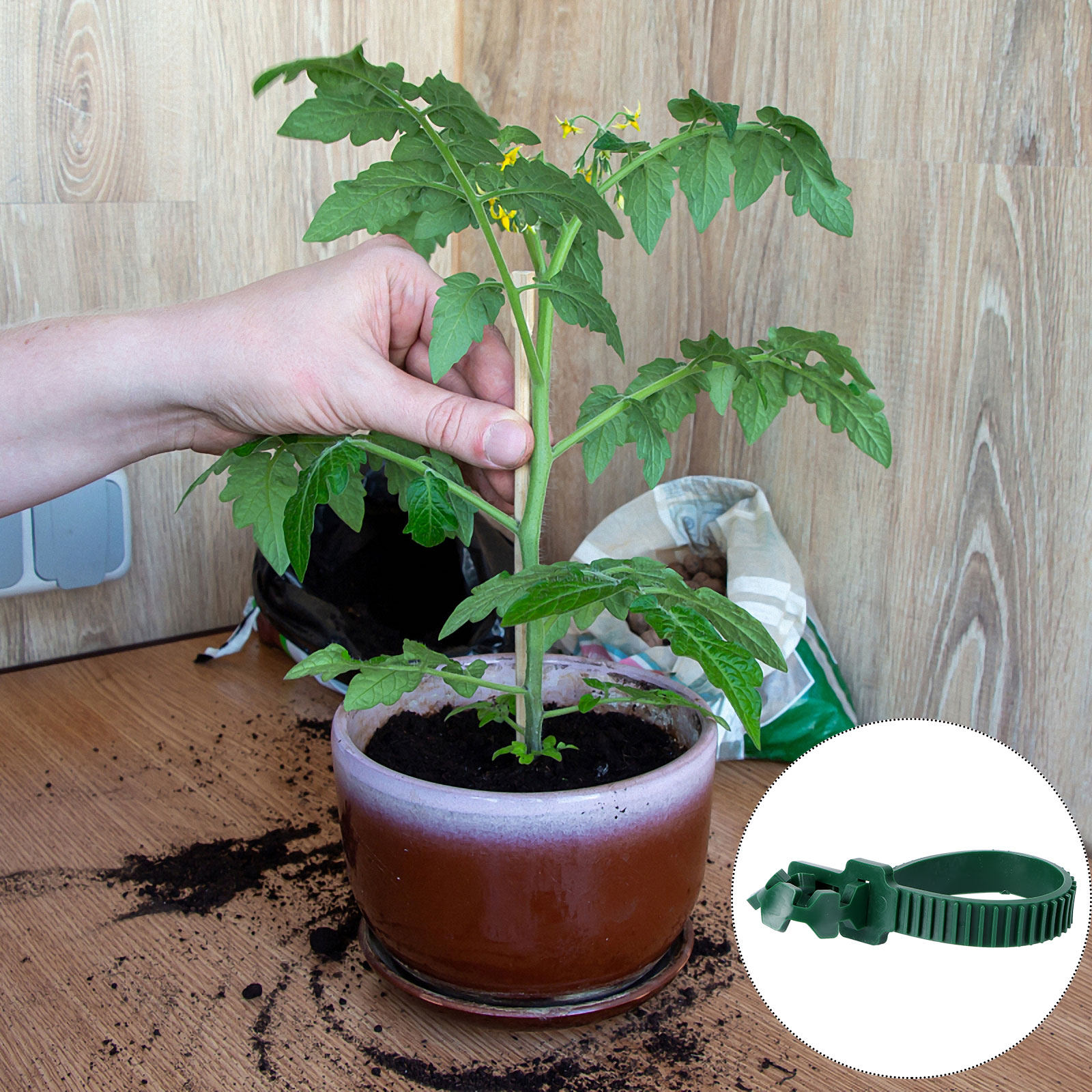 20 szt. klipsów do mocowania p – Bonsai Garden Tree recenzja i cena