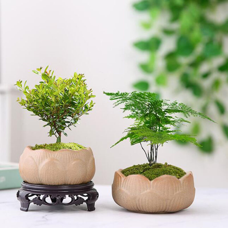 Gruba ceramika Lotos Zielona d – Bonsai Garden Europe recenzja i cena