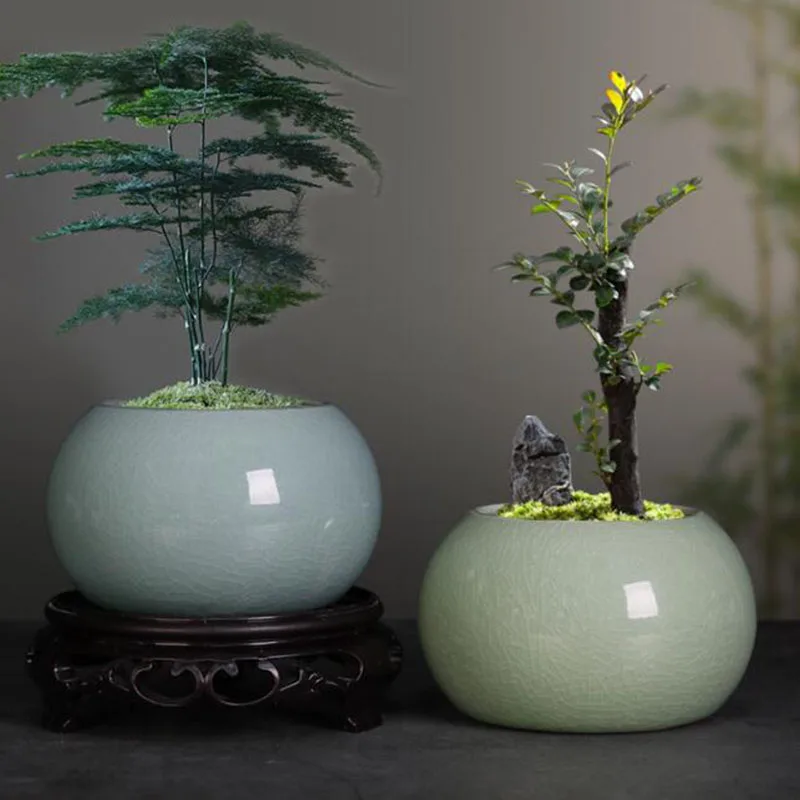 Doniczka na szparagowicę, doni – Bonsai Garden Europe recenzja i cena
