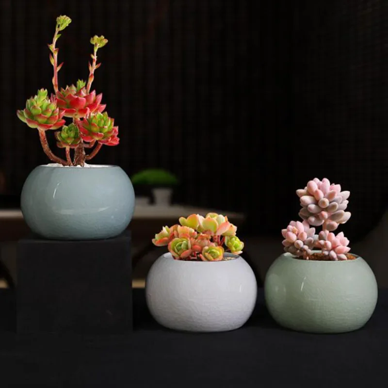 Doniczka na szparagowicę, doni – Bonsai Garden Europe recenzja i cena