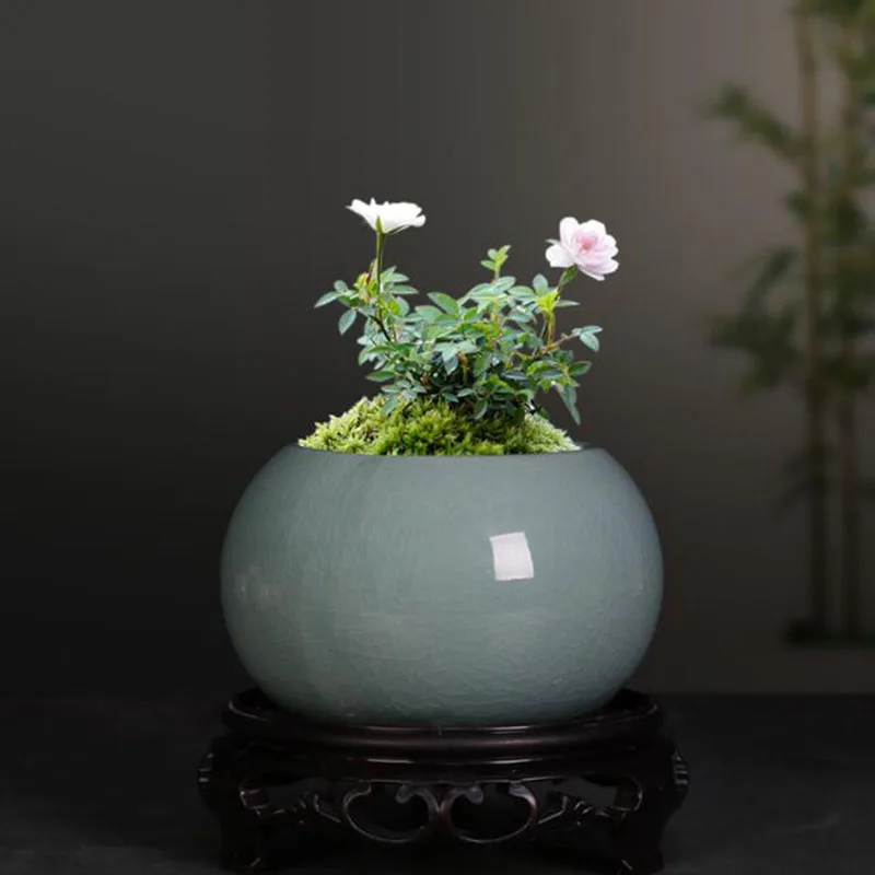 Doniczka na szparagowicę, doni – Bonsai Garden Europe recenzja i cena
