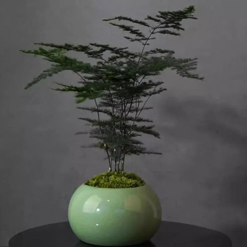 Doniczka na szparagowicę, doni – Bonsai Garden Europe recenzja i cena