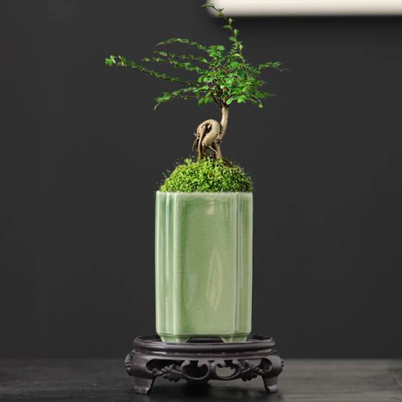 Porcelanowa kwadratowa doniczk – Bonsai Garden Europe recenzja i cena